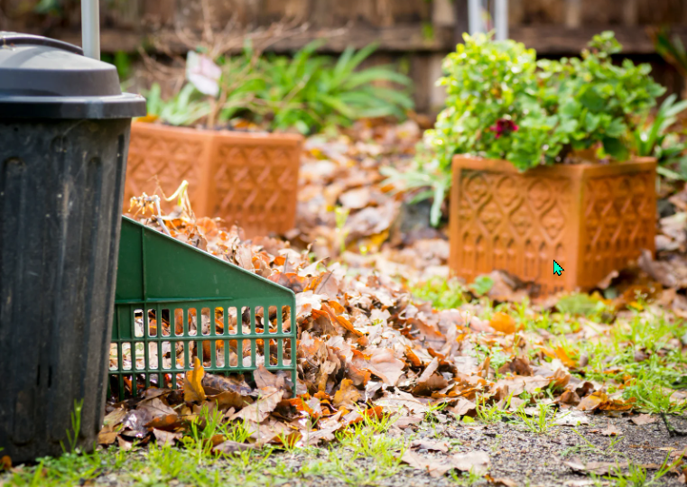 Yard Waste Removal