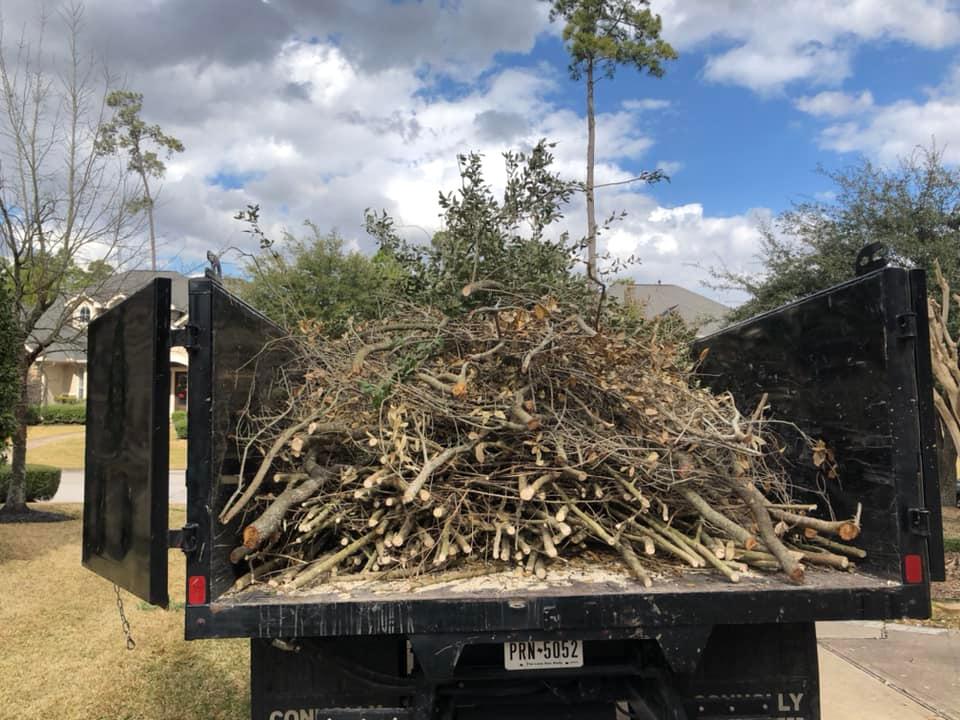tree removal